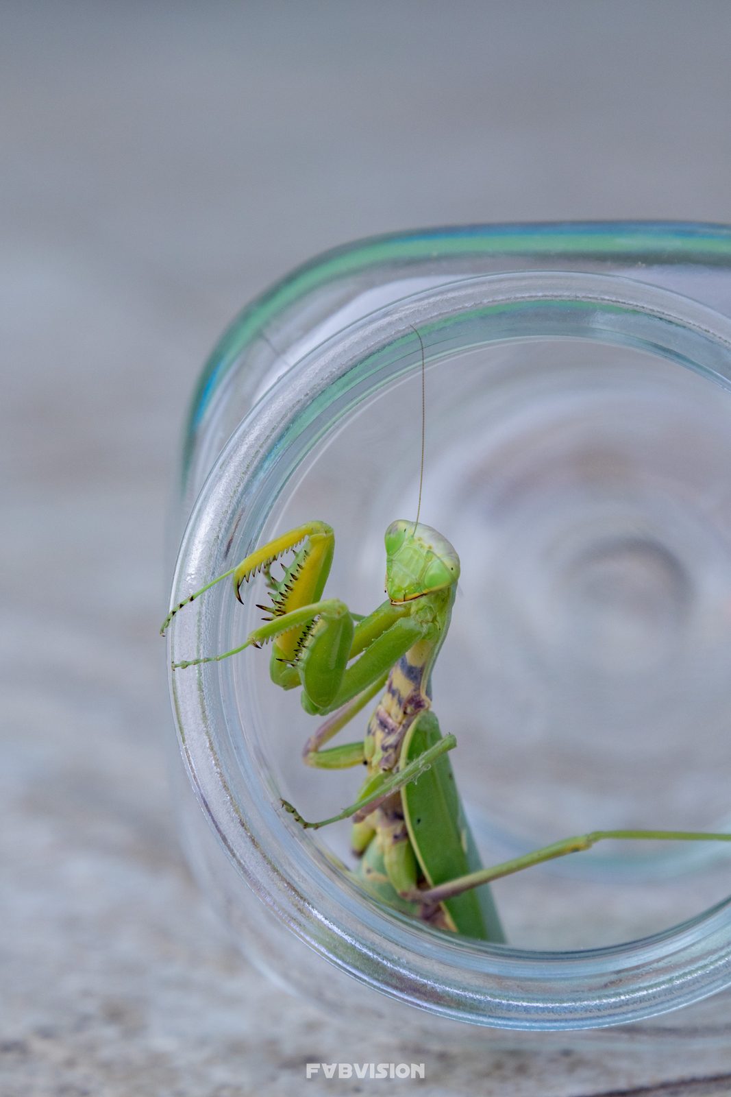 Animals — img-1865-edit.jpg