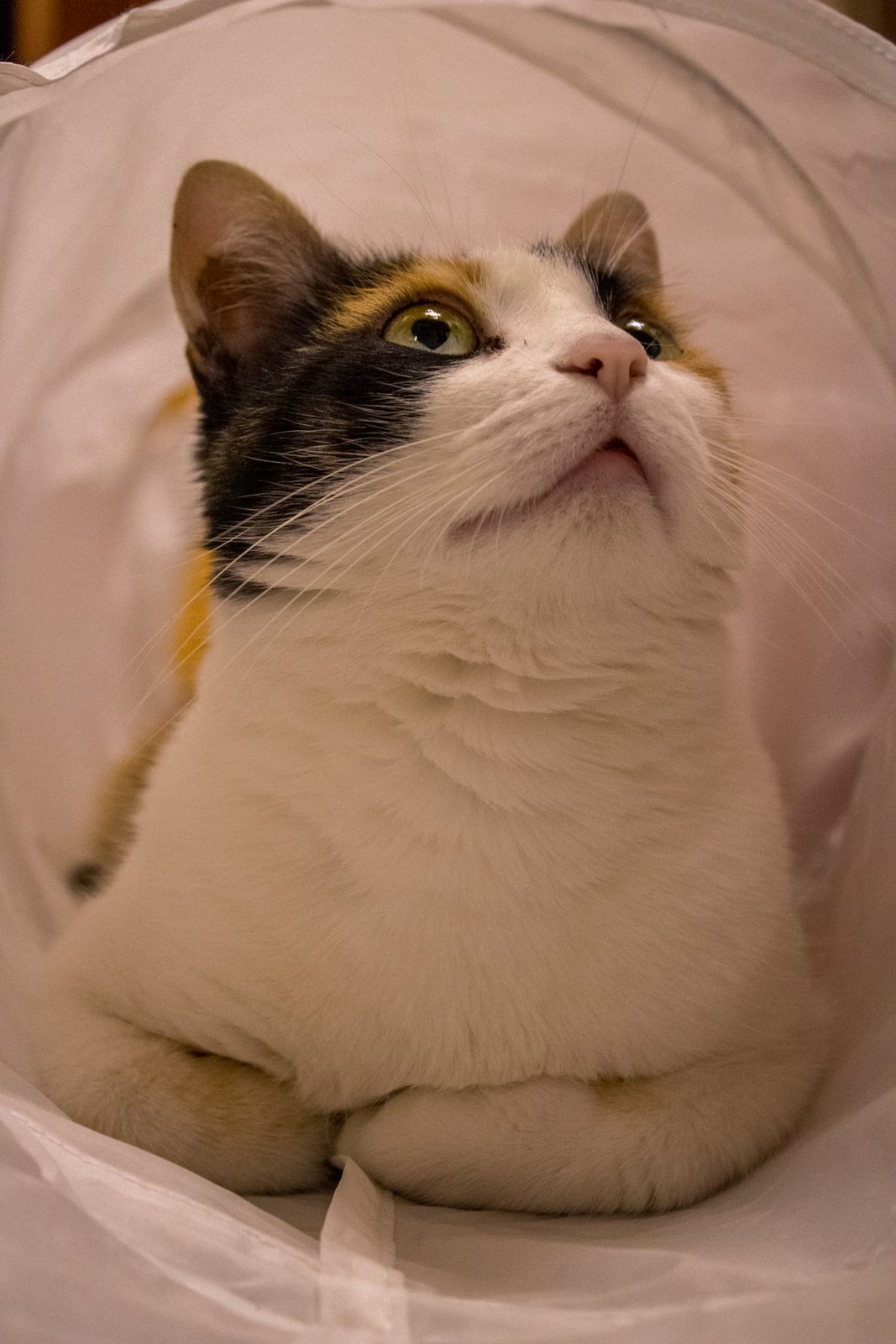 Animals — img-1873.jpg