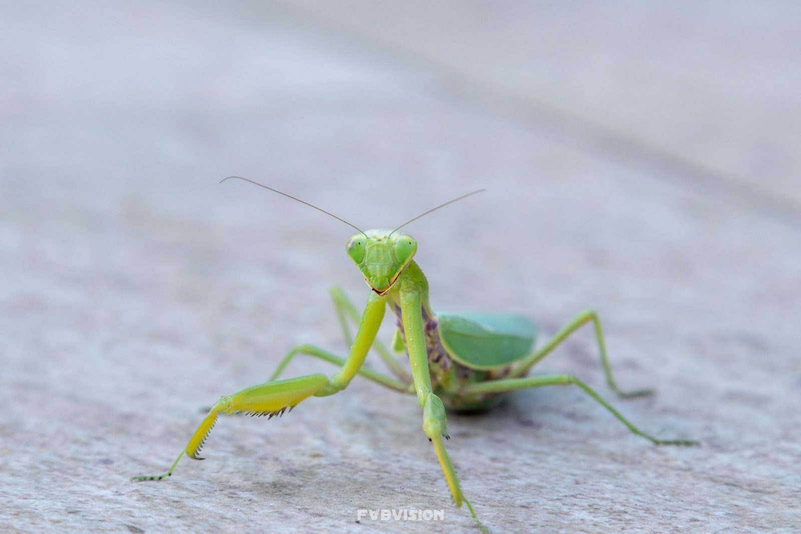Animals — img-1888-edit.jpg
