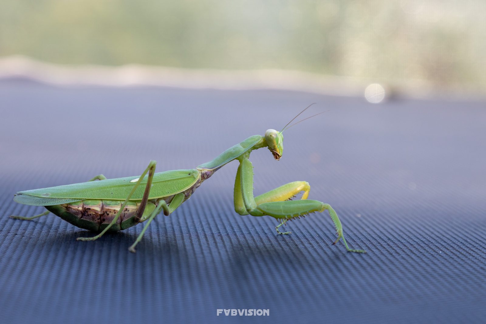 Animals — img-1898-edit.jpg