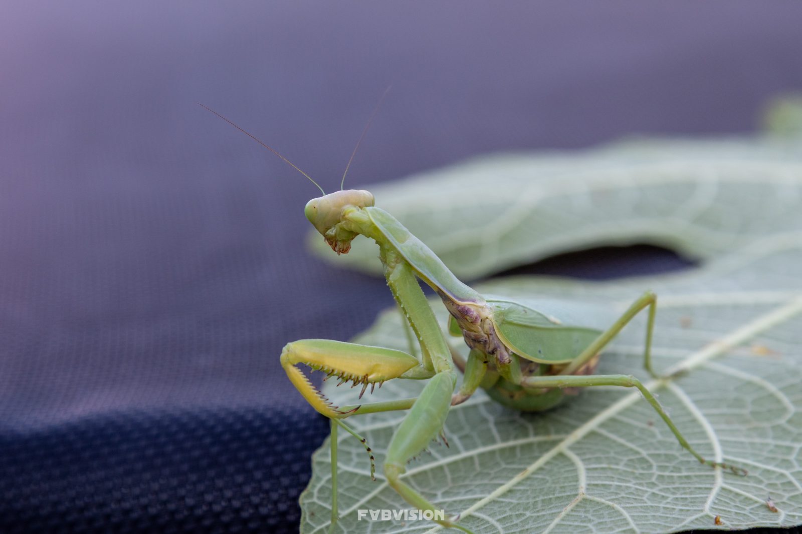 Animals — img-1920-edit.jpg