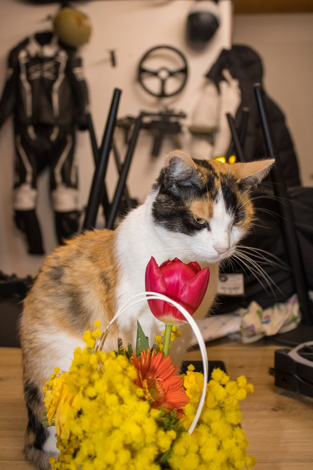 Animals — img-4428.jpg