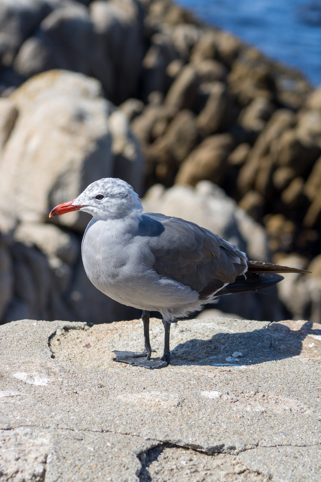 Animals — img-5680.jpg