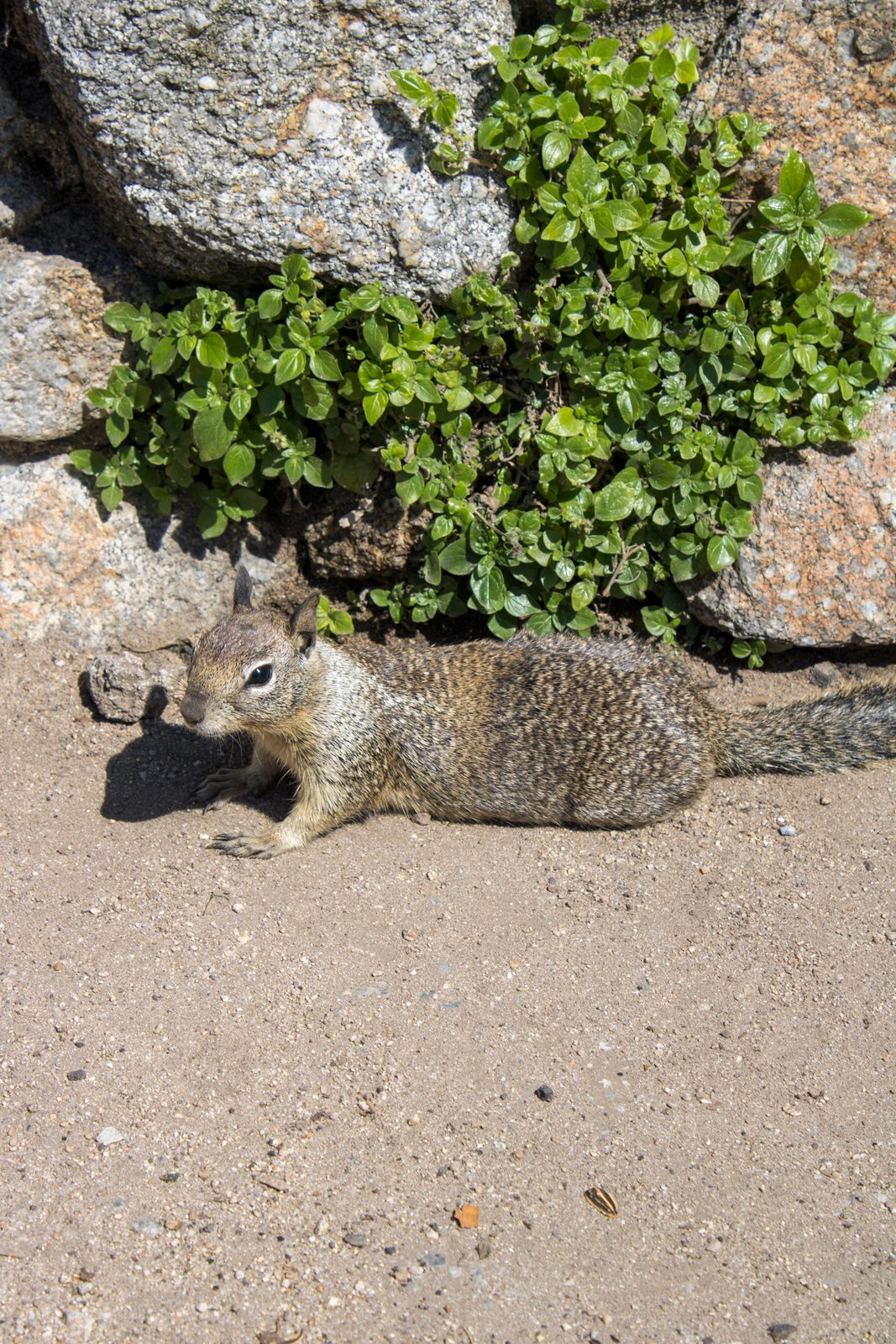 Animals — img-5683.jpg