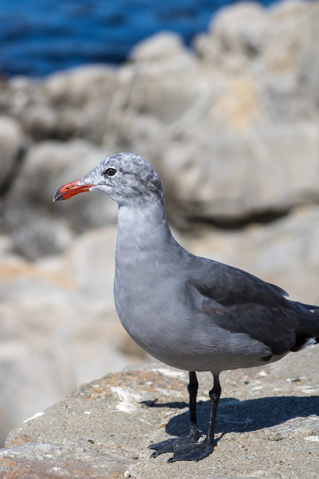 Animals — img-5687.jpg