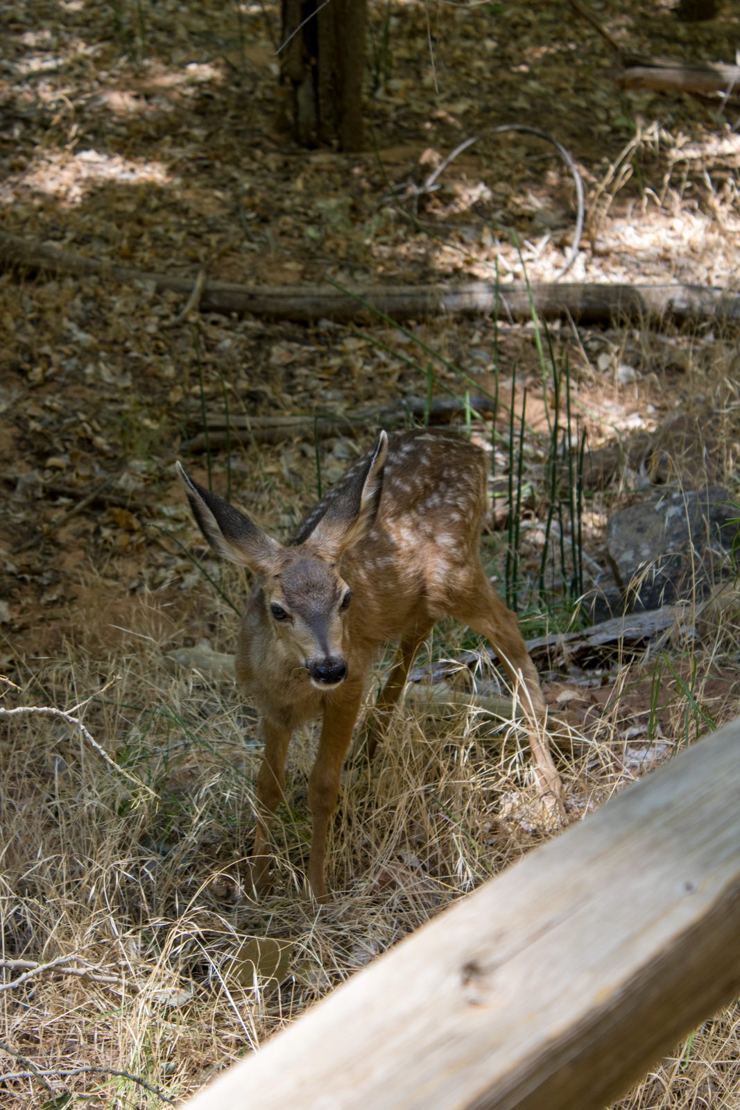 Animals — img-5852.jpg