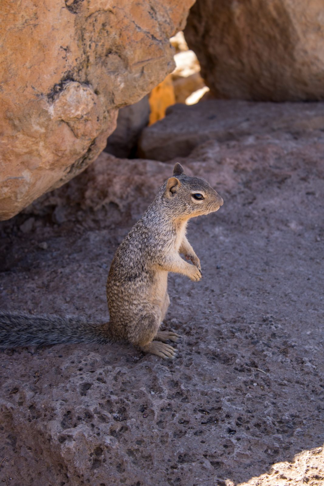 Animals — img-6003.jpg