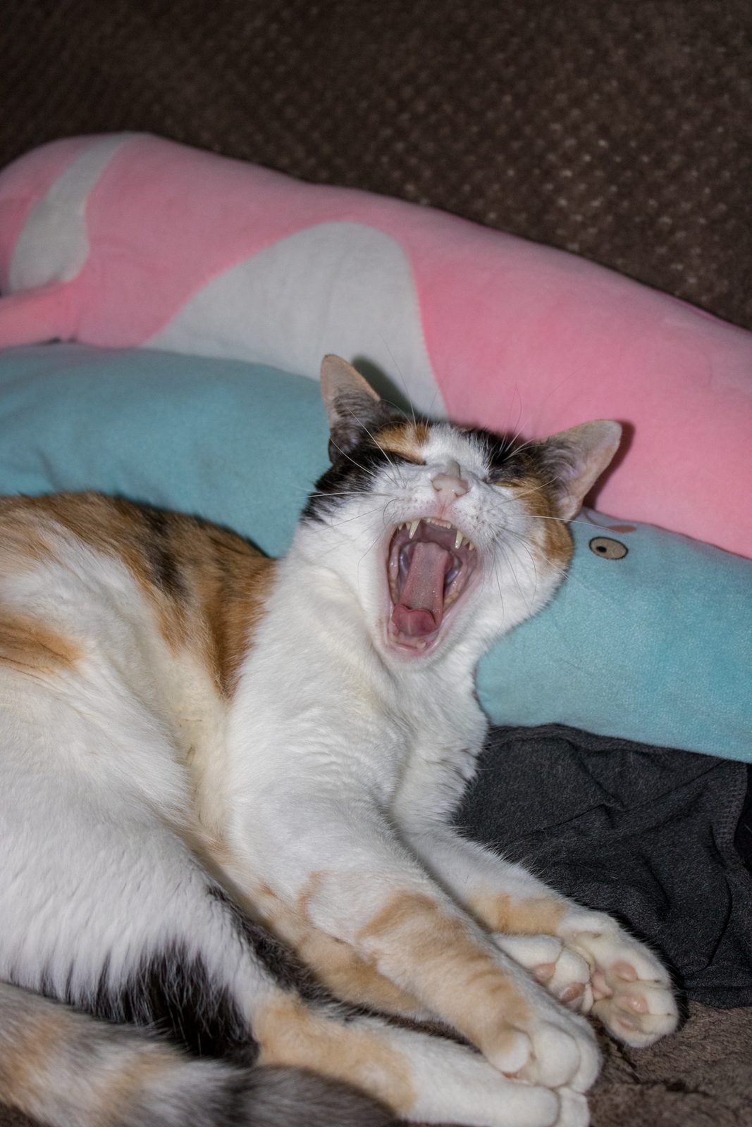 Animals — img-6323.jpg